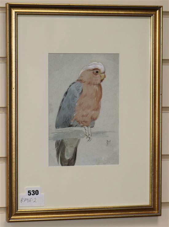 Henry Stacy Marks, watercolour, Galah cockatoo, monogrammed, 23 x 15cm